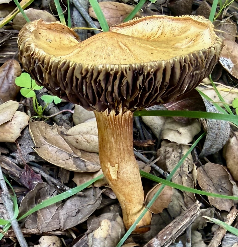 Leratiomyces percevalii · February 2026 · photo: © hllrnnr (iNaturalist, cc0)