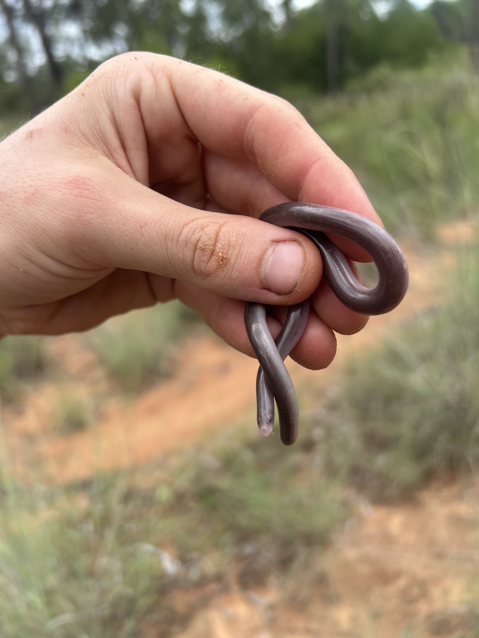 Claw-Snouted Blind Snake photo 2