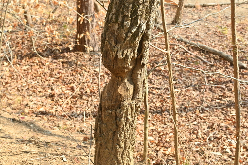 American Beaver photographed in South Carolina