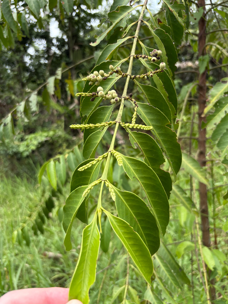 Hypobathrum racemosum (Hypobathrum racemosum)