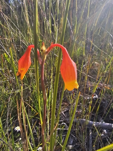 Christmas Bells (Blandfordia nobilis)