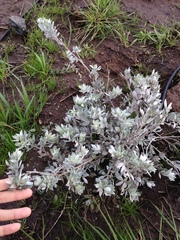 Acmispon argophyllus adsurgens