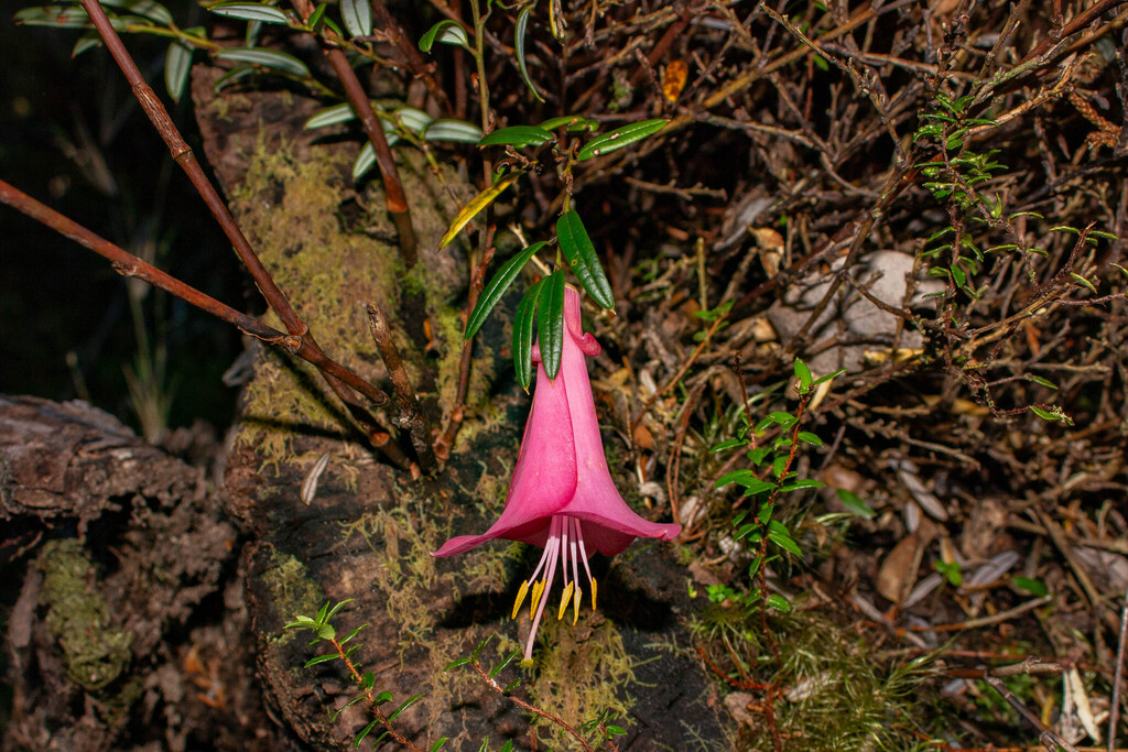 Philesia magellanica; photograph (c) Constanza Vargas Villegas, some rights reserved (CC BY)