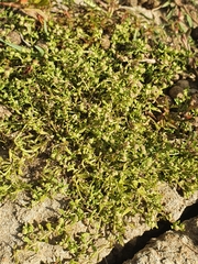 Centipeda minima minima