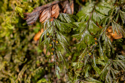 Hymenophyllum falklandicum observed 2026-02-22