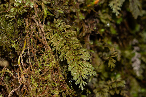 Hymenophyllum ferrugineum observed 2026-02-22