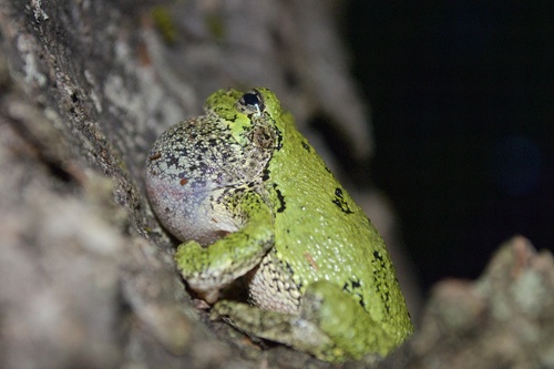 Gray Treefrog photographed in New Hampshire