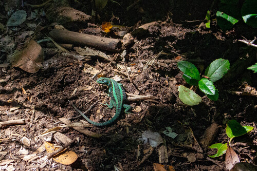 Painted Tree Iguana, Liolaemus septentrionalis