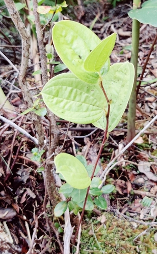 Smilax melastomifolia observed 2026-01-12