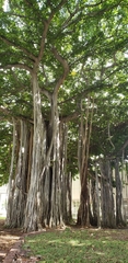Ficus benghalensis