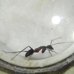 Camponotus