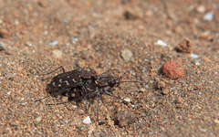 Lophyra flexuosa