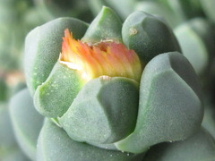 Corpuscularia lehmannii