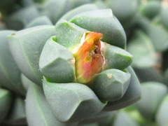 Corpuscularia lehmannii