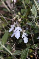 Teucrium fruticans