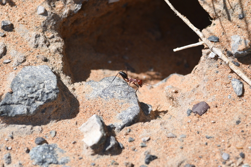 Cataglyphis urensCataglyphis urens