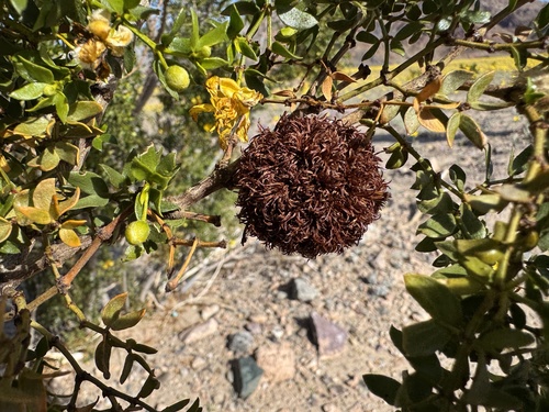 Unknown species found near Death Valley National Park, Death Valley, CA, US