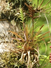 Lemeltonia monadelpha, photograph author not stated, no rights reserved