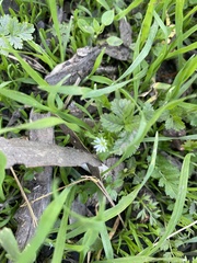 Torilis nodosa