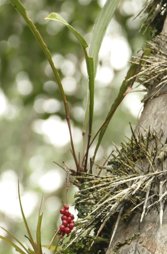 Anthurium gracile, photograph 4