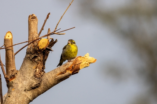 Yellow-breasted Greenfinch (Chloris spinoides)