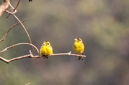 Yellow-breasted Greenfinch (Chloris spinoides), photo 2