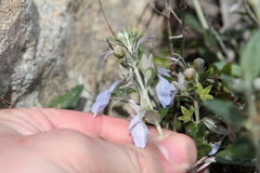 Teucrium fruticans