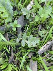 Torilis nodosa