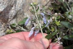 Teucrium fruticans