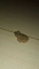 Leptodactylus troglodytes