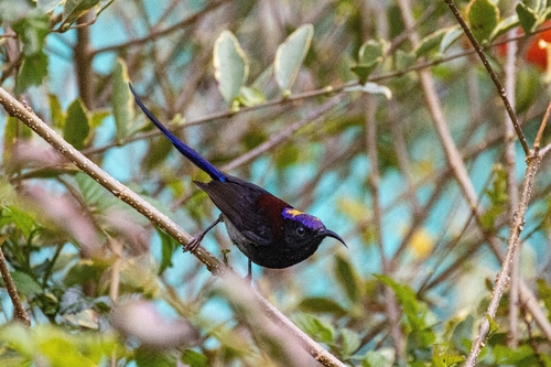 Black-throated Sunbird (Aethopyga saturata), photo 3