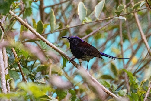 Black-throated Sunbird (Aethopyga saturata), photo 4