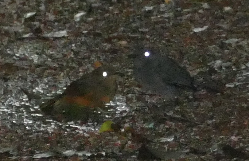 Cinereous Antshrike (Thamnomanes caesius), photo 3