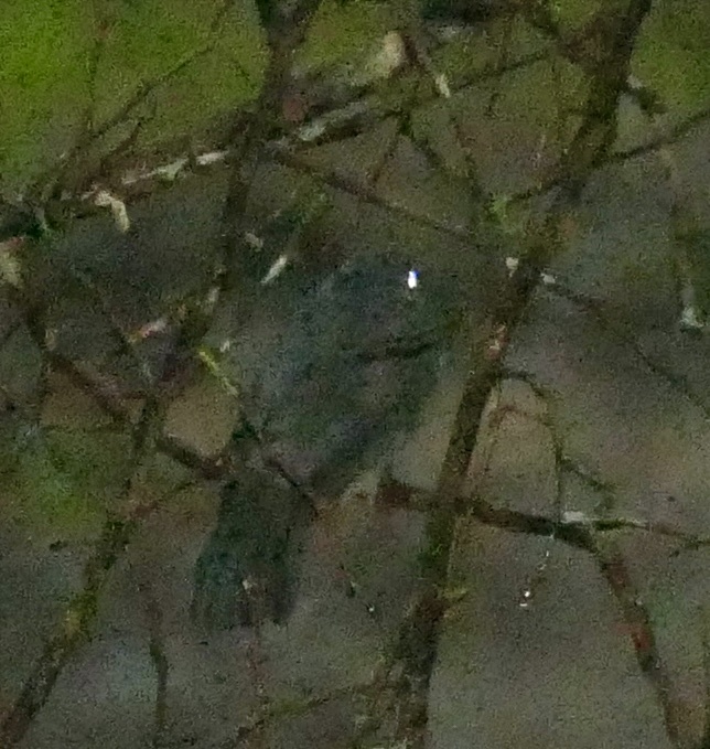 Cinereous Antshrike (Thamnomanes caesius), photo 4