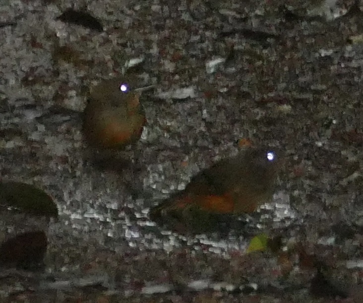 Cinereous Antshrike (Thamnomanes caesius), photo 5
