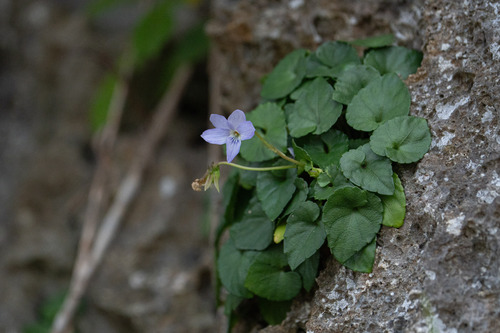 Viola utchinensis iNat (2)