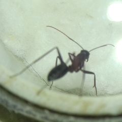 Camponotus