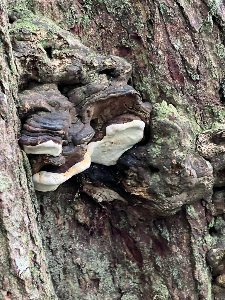 Fomitopsis ochracea · February 2026 · photo: © rmcminds (iNaturalist, cc-by)