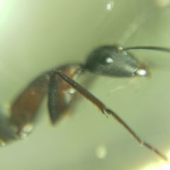 Camponotus