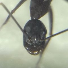 Camponotus