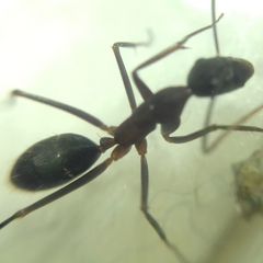 Camponotus