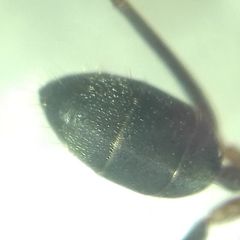 Camponotus