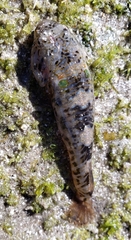 Cortez Clingfish photo 2