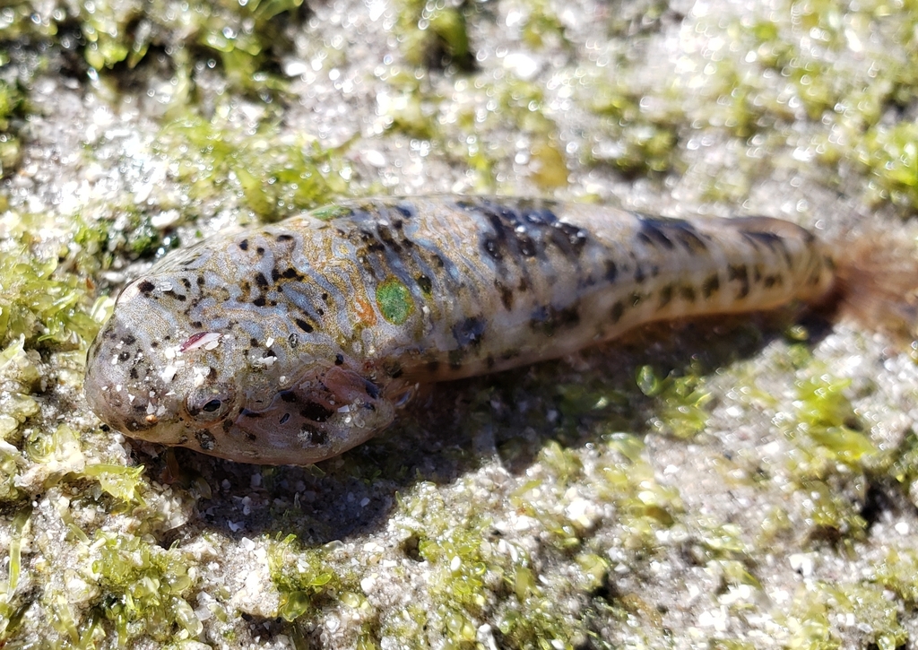 Cortez Clingfish