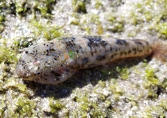 Cortez Clingfish photo 1