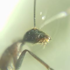 Camponotus