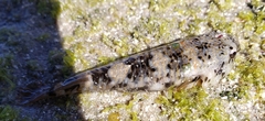 Cortez Clingfish photo 4