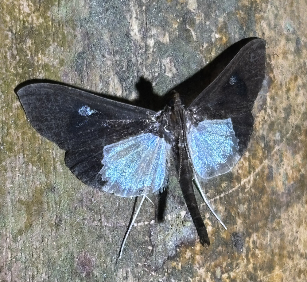 Syllepis semifuneralis