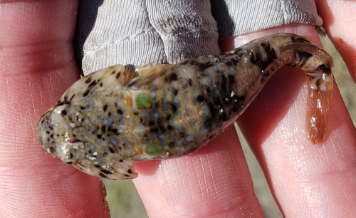 Cortez clingfish (Tomicodon boehlkei) — Gobiesocidae — 2