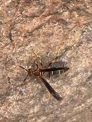 Polistes arizonensis
